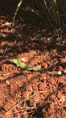 Podarcis siculus
