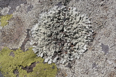 Xanthoparmelia mexicana