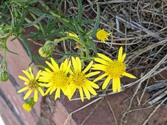 Senecio inaequidens