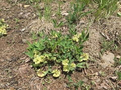 Trifolium virginicum