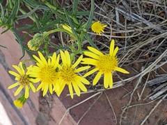 Senecio inaequidens