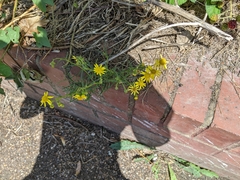 Senecio inaequidens