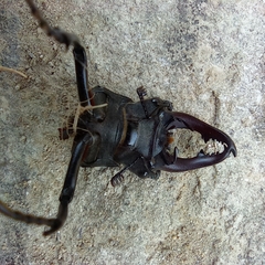 Lucanus cervus