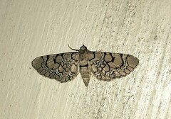 Eupithecia venosata