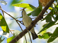 Melithreptus albogularis albogularis