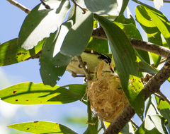 Melithreptus albogularis albogularis