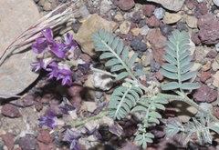 Astragalus inyoensis