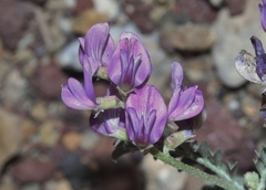 Astragalus inyoensis