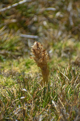 Myrosmodes paludosa