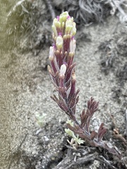 Castilleja ambigua