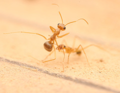 Myrmecocystus testaceus