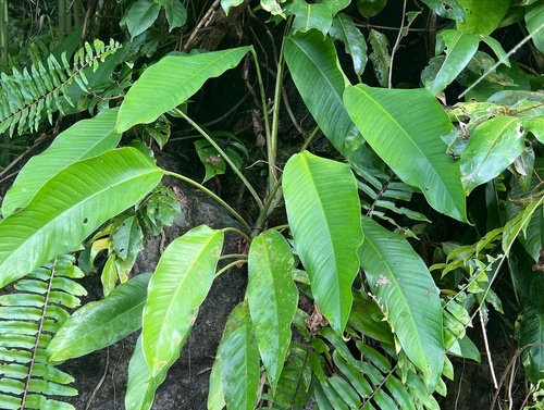 Rhaphidophora spuria observed 2022-06-22