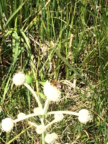 iNaturalist observation photo of Western Honey Bee