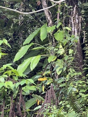 Rhaphidophora