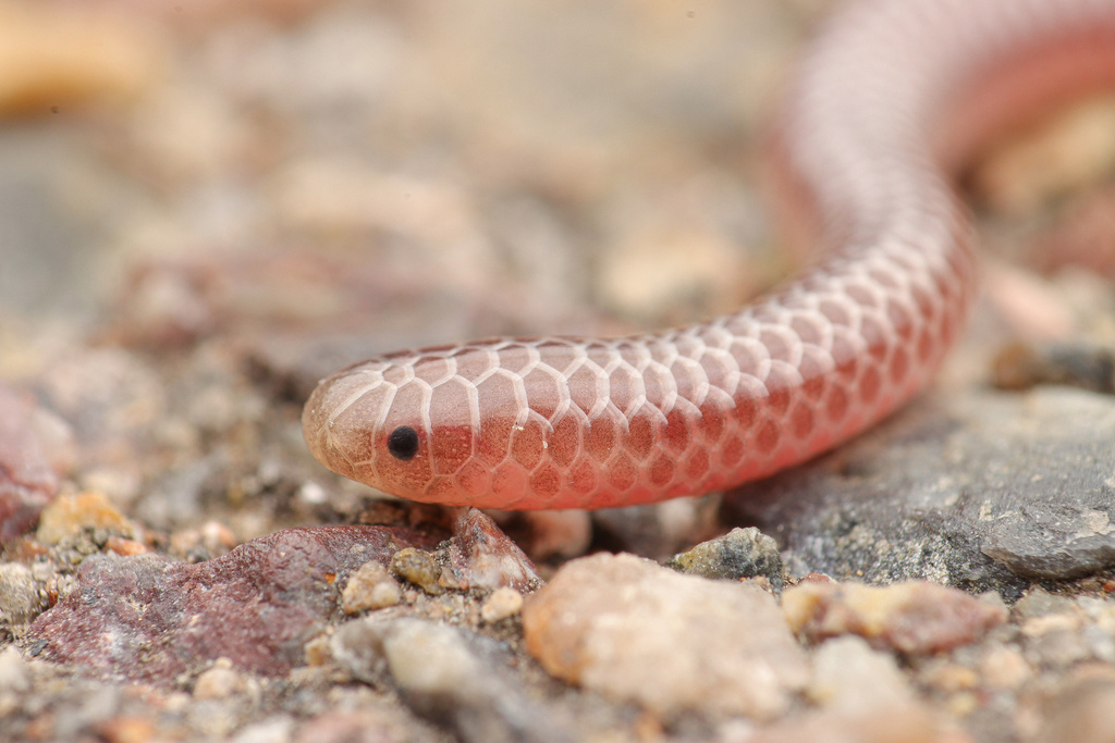 Threadsnakes