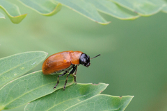 Coptocephala pallens