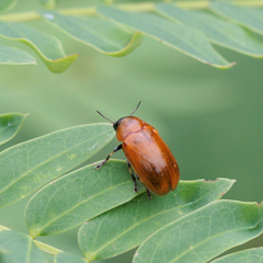 Coptocephala pallens