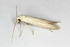 Pterolonche albescens