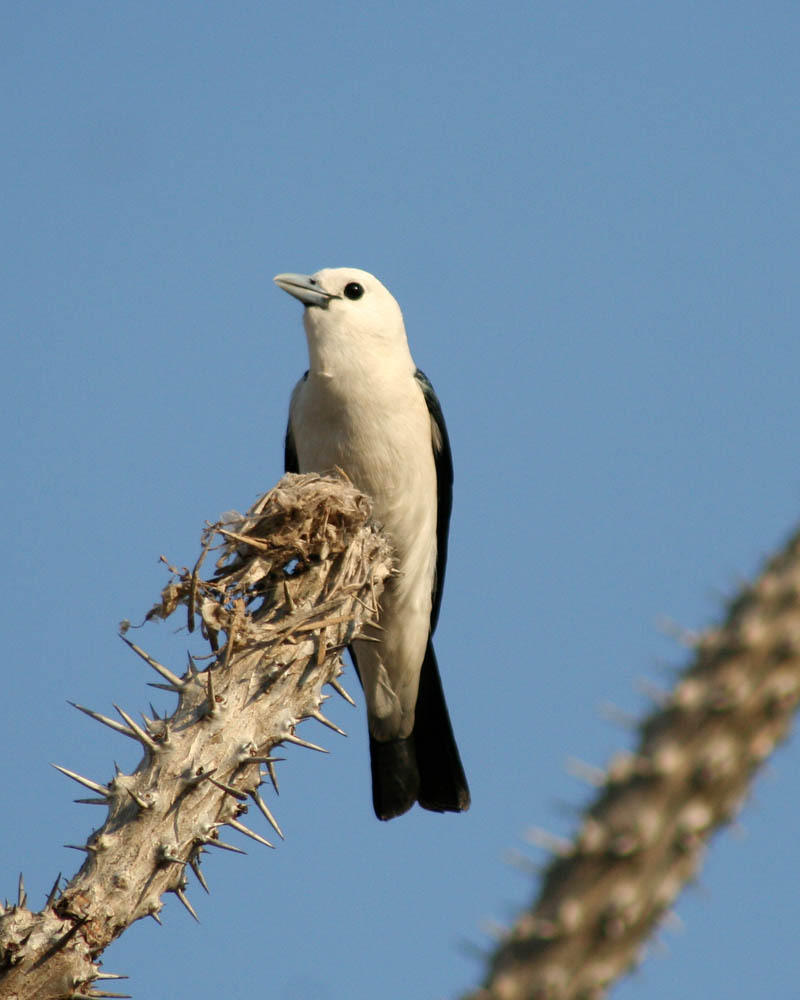 White-headed Vanga photo