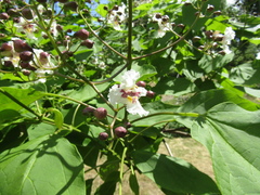 Catalpa × erubescens