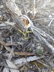Pterostylis dolichochila