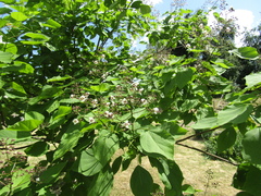 Catalpa × erubescens
