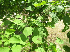 Catalpa × erubescens