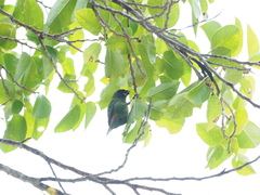 Erythrura trichroa