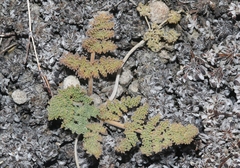 Lomatium foeniculaceum fimbriatum