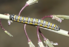 Pontia sisymbrii