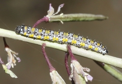 Pontia sisymbrii