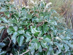 Brachyglottis buchananii