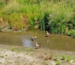 Alopochen aegyptiaca