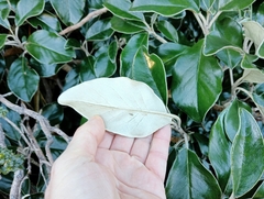 Brachyglottis buchananii