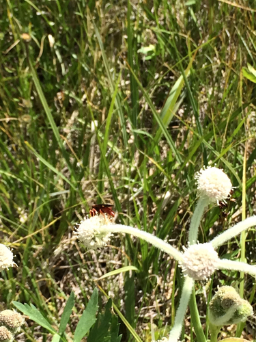 iNaturalist observation photo of Spider Wasps