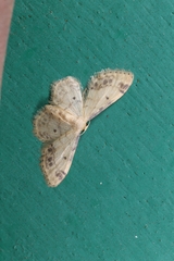 Idaea trigeminata