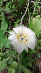 Calochortus apiculatus