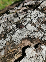 Sternochetus frigidus