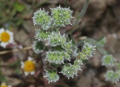 Cryptantha gracilis