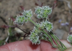 Cryptantha gracilis