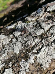 Sternochetus frigidus