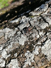 Sternochetus frigidus