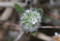 Cryptantha gracilis