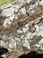 Sternochetus frigidus