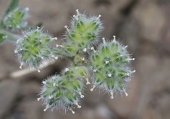 Cryptantha gracilis