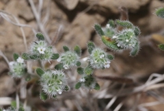 Cryptantha gracilis