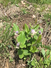 Clematis coactilis