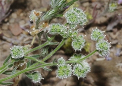 Cryptantha gracilis