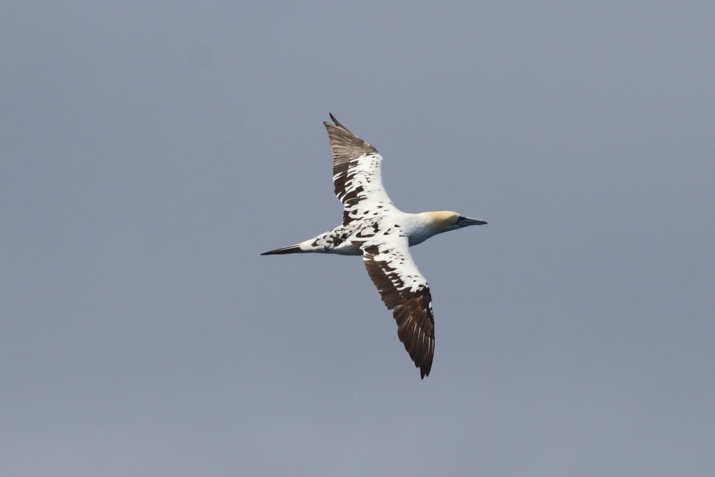 Young northern gannet in flight, with mottled dark and white plumage