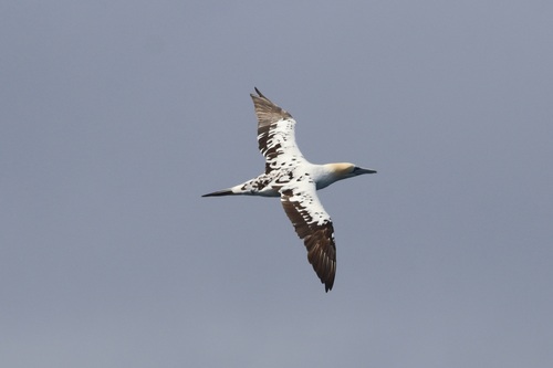 Alcatraz atlántico (Morus bassanus)